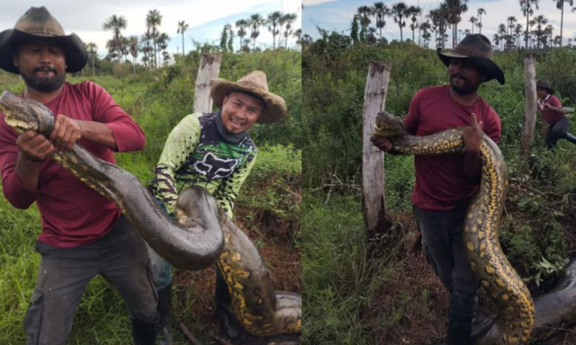 Γιγαντιαίο ανακόντα ανακαλύφθηκε στην Κολομβία - Ένα από τα μεγαλύτερα, πάνω από 10 μέτρα