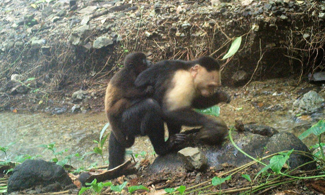 Καπουτσίνοι απαγάγουν μωρά άλλων μαϊμούδων - «Δεν έχουμε ξαναδεί κάτι τέτοιο στο ζωικό βασίλειο»