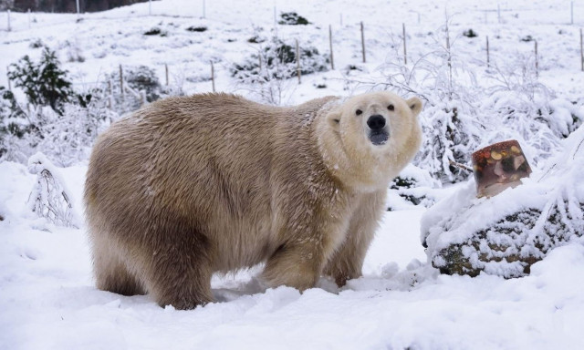 Ηνωμένο Βασίλειο: Η γηραιότερη πολική αρκούδα υποβλήθηκε σε ευθανασία για λόγους υγείας