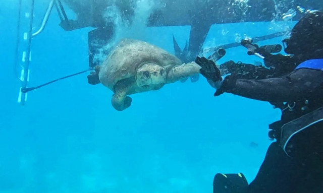 Καρχαρίας επιτέθηκε σε χελώνα τραυματίζοντας την - Εβδομάδες αργότερα επέστρεψε στον ωκεανό σώα