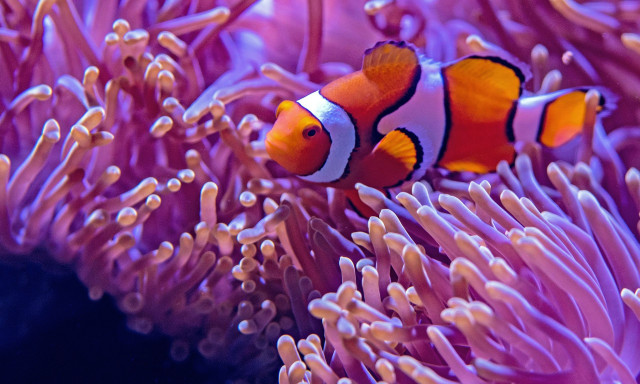 Τα ψάρια - κλόουν συρρικνώνονται λόγω της κλιματικής αλλαγής