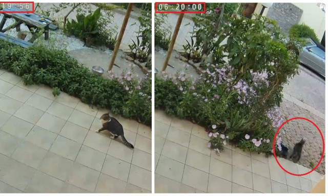 Σεισμός στην Κρήτη: Γάτα αντιλαμβάνεται την δόνηση και τρέχει να κρυφτεί - Συγκλονιστικό βίντεο