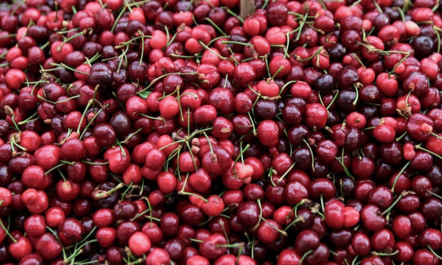 Ακρίβεια: Κεράσια από...  χρυσάφι - Έφτασαν 10 ευρώ το κιλό!