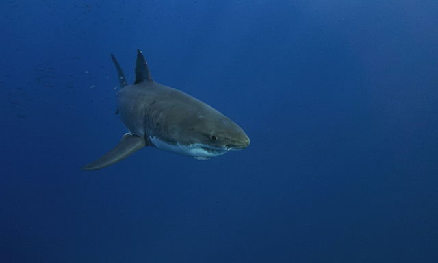 Αυτός είναι ο μεγαλύτερος λευκός καρχαρίας που εντοπίστηκε ποτέ – Έχει μήκος 4 μέτρα