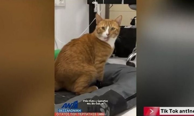 Ήφαιστος: Ο γάτος- μαχητής με τα τεχνητά άκρα που κέρδισε τη ζωή και μια νέα οικογένεια