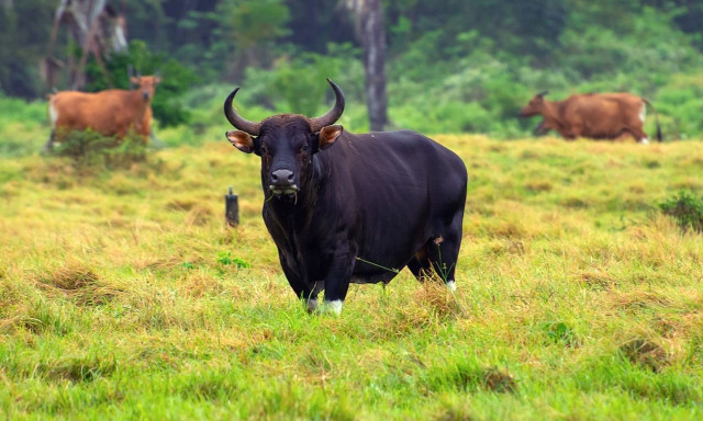 Καμπότζη: Ελικόπτερα επιστρατεύτηκαν για τη διάσωση απειλούμενων βοοειδών