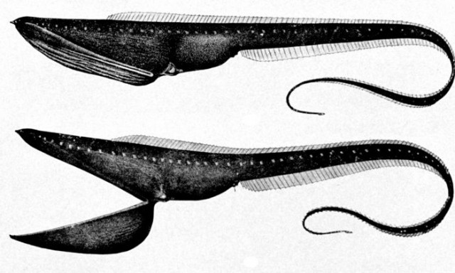 Σαν στόμα που κολυμπά: Το απίστευτο χέλι που τρώει ό,τι βρει μπροστά του - Σπάνιο video