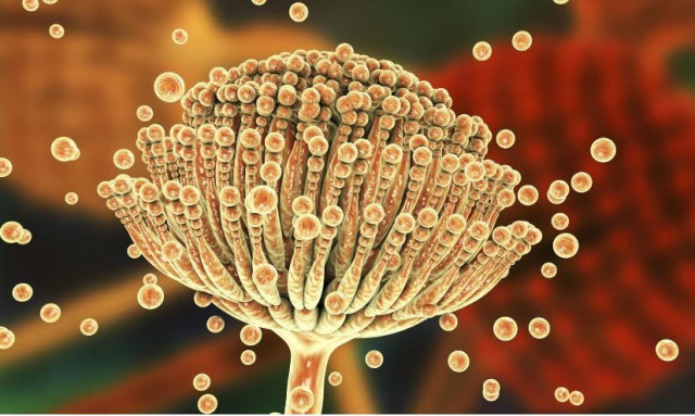 Φόβοι ότι εξαπλώνεται ο θανατηφόρος μύκητας που «θρέφεται» από την κλιματική αλλαγή