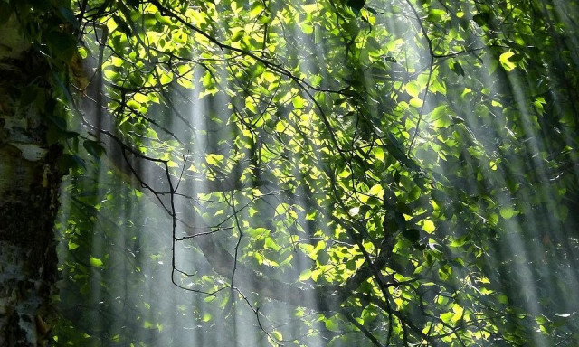 Το φως της ημέρας ενισχύει το ανοσοποιητικό σύστημα