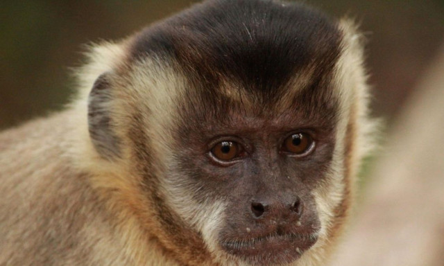 Οι μαϊμούδες φορούν τα μωρά άλλων μαϊμούδων ως αξεσουάρ μόδας - Οι επιστήμονες ψάχνουν το γιατί