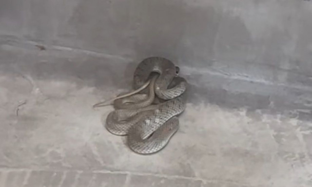Θεσσαλονίκη: Φίδι βρέθηκε σε κουρείο - Βίντεο