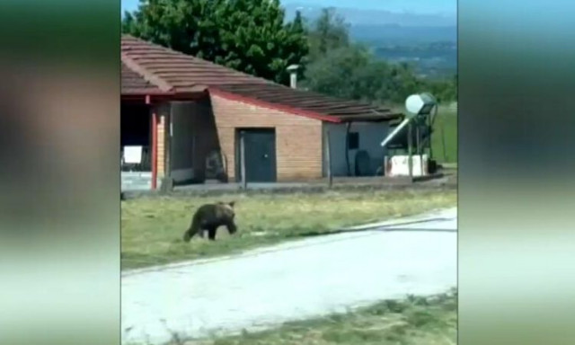Άργος Ορεστικό: Αρκούδα εμφανίστηκε σε απόσταση αναπνοής από το 3ο Δημοτικό