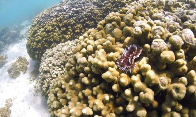 Η Μεγάλη Λεύκανση των Κοραλλιών: Σιωπηλός Συναγερμός των Ωκεανών