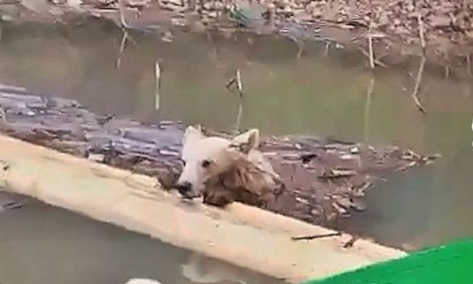 Ρωσία: Η στιγμή που βαρκάρης σώζει νεαρό αρκούδι από πνιγμό