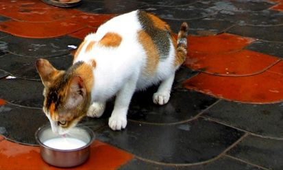 Γιατί δεν πρέπει ποτέ να δίνετε γάλα στη γάτα σας