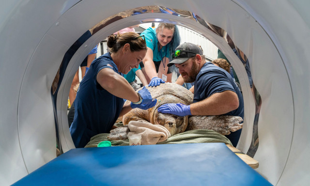 ΗΠΑ: Έγκυος θαλάσσια χελώνα σώθηκε χάρη σε αξονικό τομογράφο για... άλογα