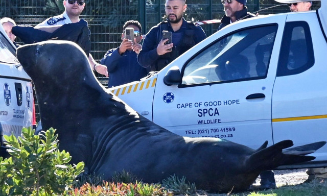 Νότια Αφρική: Θαλάσσιος ελέφαντας βγήκε... βόλτα σε δρόμο του Κέιπ Τάουν και αναστάτωσε τη γειτονιά
