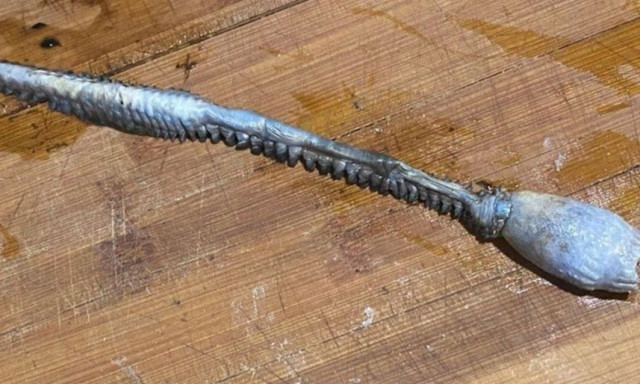 Ρώσοι ψαράδες έπιασαν «εξωγήινο πλάσμα»