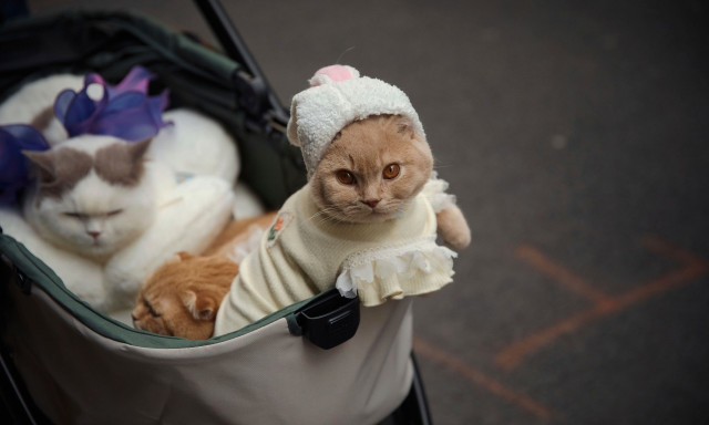 Πώς θα βγάλετε τις τρίχες των κατοικίδιων από τα ρούχα - Όλοι το χρησιμοποιούν αλλά όχι για αυτό