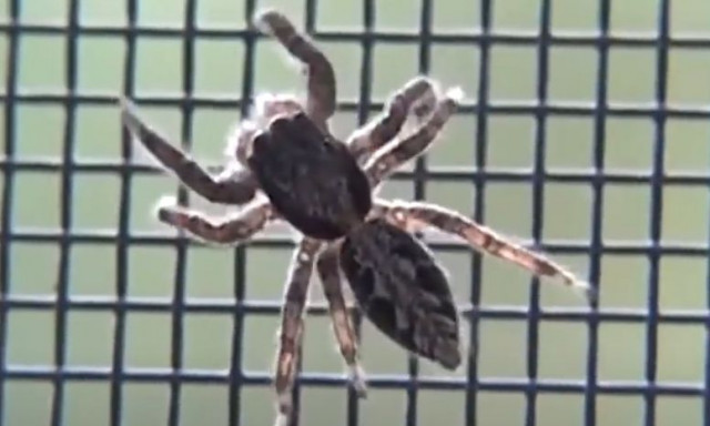 Οι επιστήμονες έχουν ανακαλύψει τι ενοχλεί τις αράχνες