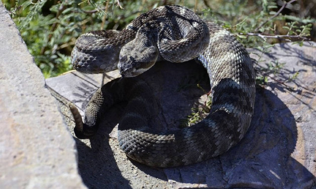 Κυνηγός φιδιών ανακάλυψε τον μεγαλύτερο κροταλία κάτω από ψησταριά