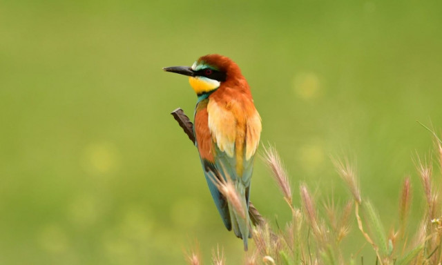 Ένα από τα πιο εντυπωσιακά πουλιά του κόσμου φωλιάζει στην Κάρλα
