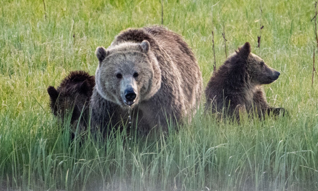 Σλοβακία: Η κυβέρνηση αποφάσισε – Το κρέας αρκούδας θα διατίθεται προς πώληση