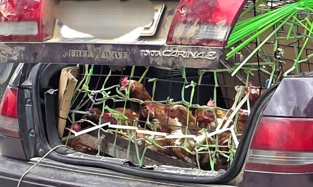 Viral εικόνα στην Κρήτη – Μετέφεραν κότες σε πορτ μπαγκάζ