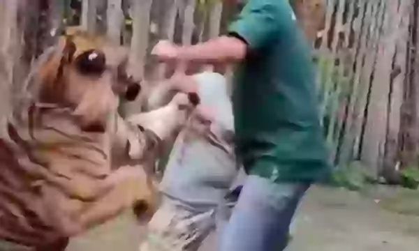 Ταϊλάνδη: Η στιγμή που τίγρης επιτίθεται σε τουρίστα που προσπαθούσε να βγάλει σέλφι μαζί της