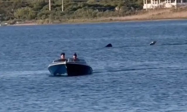 Καρχαρίας 6 μέτρων ακολουθούσε ταχύπλοο μέσα σε... λίμνη - Βίντεο