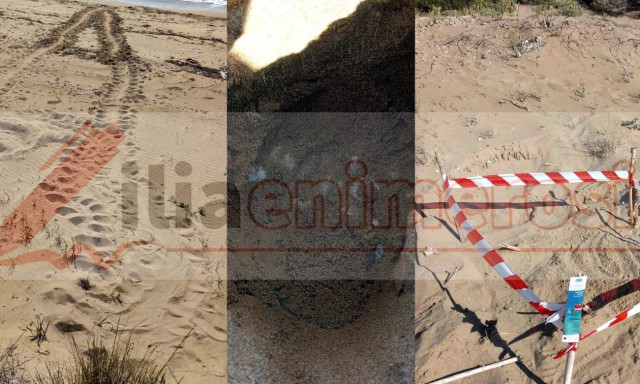 Hλεία: Οι πρώτες φωλιές Caretta – Caretta είναι γεγονός – Από τι κινδυνεύουν