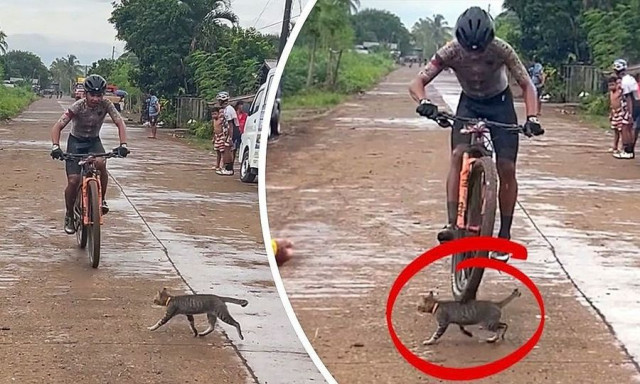 Η γάτα παραλίγο να... σαμποτάρει ποδηλάτη λίγο πριν τερματίσει!