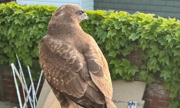 Γεράκι τρομοκρατεί ένα χωριό - Καταδρομικές επιθέσεις σε σχολείο που απαγόρευσε τα διαλείμματα