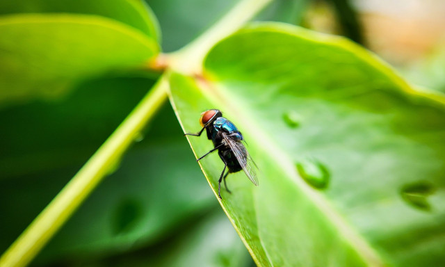 ΗΠΑ: Συναγερμός από την εμφάνιση σαρκοφάγων παράσιτων - Πώς απειλούν τον άνθρωπο