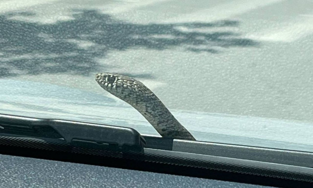 Βόλος: Φίδι ξεπρόβαλε από παρμπρίζ και η οδηγός εγκατέλειψε το αυτοκίνητο