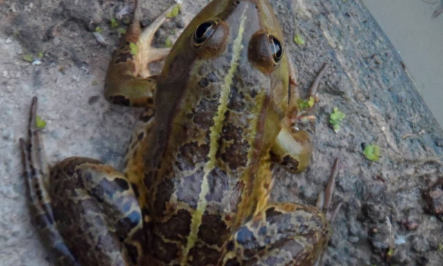 Χαλκιδική: «Έβρεξε» βατράχια στα Νέα Μουδανιά - Πώς εξηγείται το σπάνιο φαινόμενο