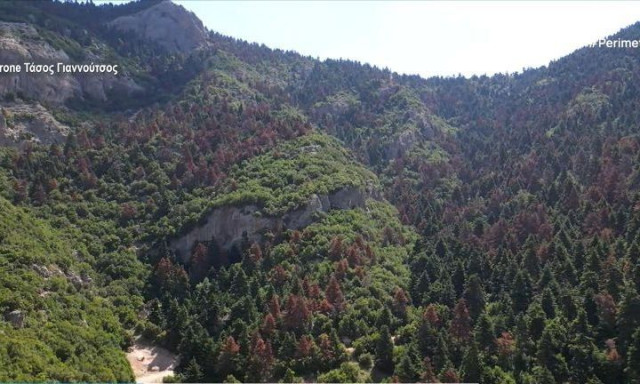 Πελοπόννησος: Γιατί ξεραίνονται τα έλατα - Σοκάρει η εικόνα του δάσους στα Αροάνια Όρη