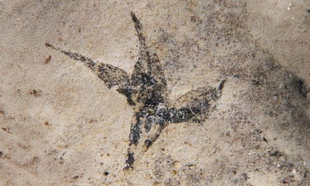 Αργεντινή: «Μικρό αστέρι του νότου» - Το παλαιότερο λουλούδι στη Νότια Αμερική