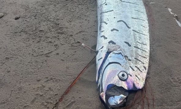 Αυστραλία: Tο ψάρι «Προάγγελος της καταστροφής» βγήκε ξανά στη στεριά