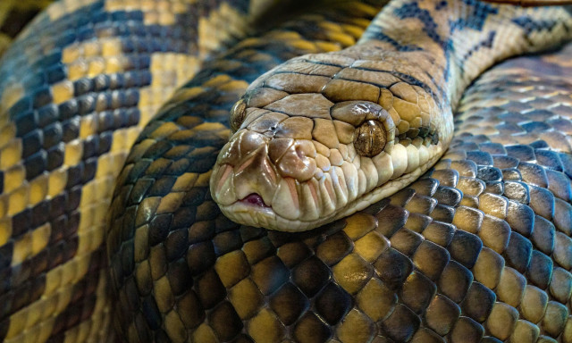 Λαμία: Τρόμος για οικογένεια που βρήκε φίδι μέσα στο κλουβί καναρινιού