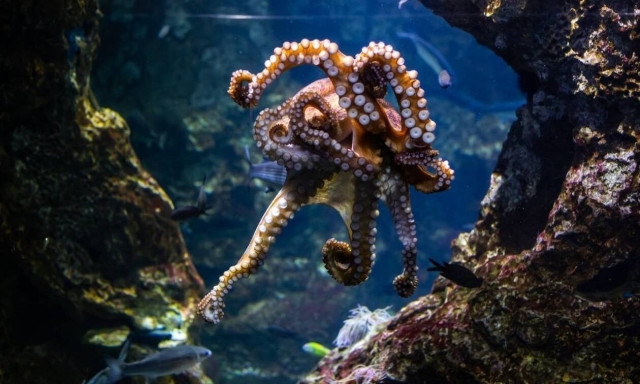 Τραυματισμένο χταπόδι, αναπτύσσει 9ο πλοκάμι που αποφασίζει μόνο του