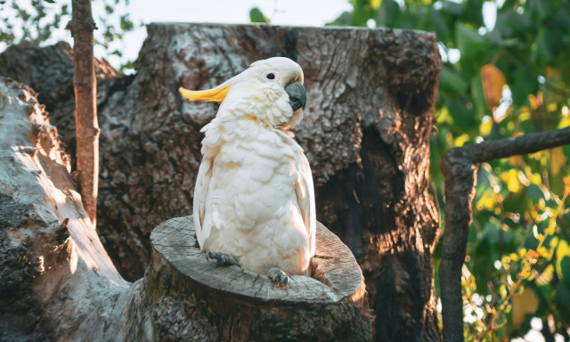 Τα κοκατού έχουν μάθει να «χειρίζονται» τα σιντριβάνια στην Αυστραλία