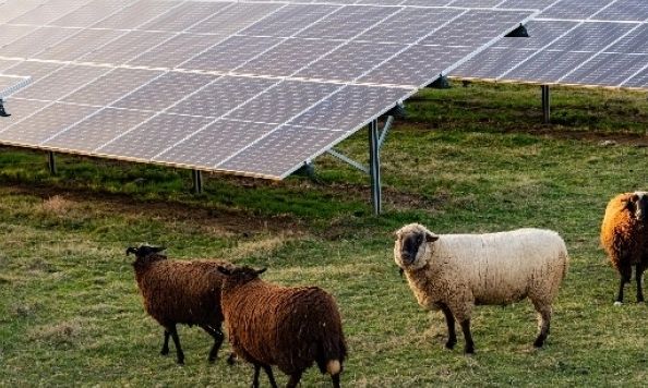 Πρόβατα ανάμεσα σε φωτοβολταϊκά: Γιατί το νέο πείραμα ξάφνιασε θετικά τους επιστήμονες