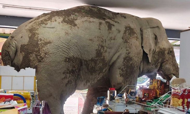Ταϊλάνδη: Ελέφαντας εισέβαλλε σε μίνι μάρκετ - Είναι γνωστός για τις επισκέψεις του