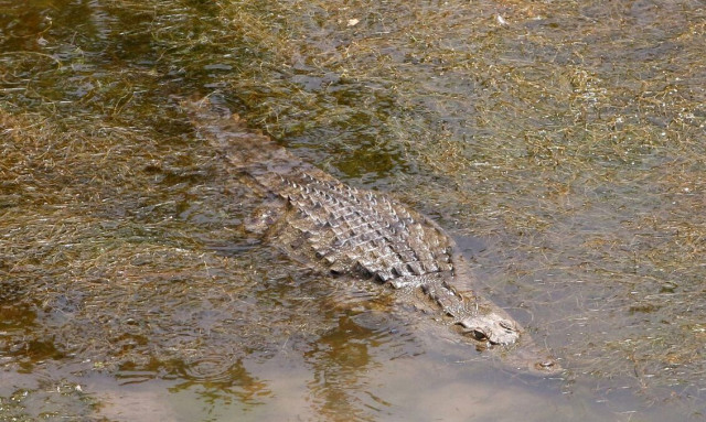 Η Αυστραλία συζητά το ενδεχόμενο θανάτωσης κροκοδείλων