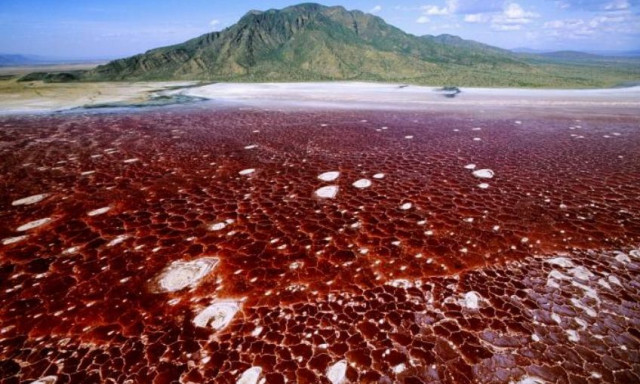 Τανζανία: Η κόκκινη λίμνη που μετατρέπει τα ζώα σε «πέτρα»