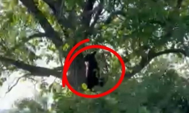 Καστοριά: Αρκούδα εισέβαλε σε αυλή σπιτιού για να βρει τροφή