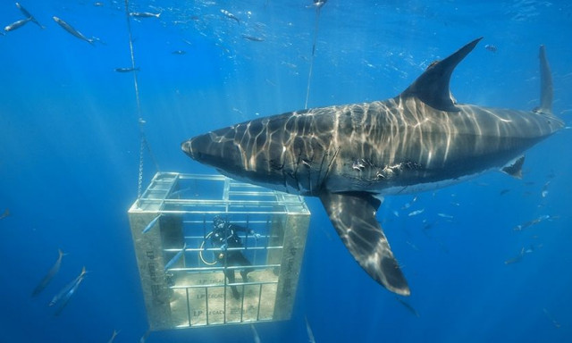 Λευκός καρχαρίας «αψηφά» όσα ξέραμε μέχρι τώρα για τους κορυφαίους θητευτές