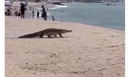 Κροκόδειλος «τουρίστας» - Εμφανίστηκε στην παραλία και έκανε βουτιά στη θάλασσα