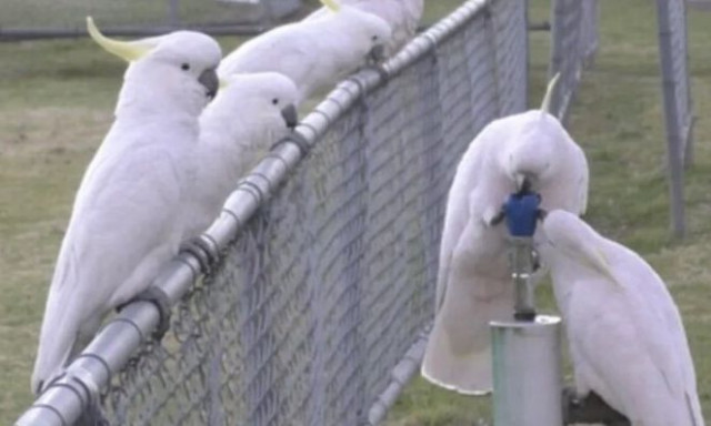 Αυστραλία: Παπαγάλοι έμαθαν να ανοίγουν βρύσες με τα πόδια τους για να πιουν νερό - Δείτε βίντεο